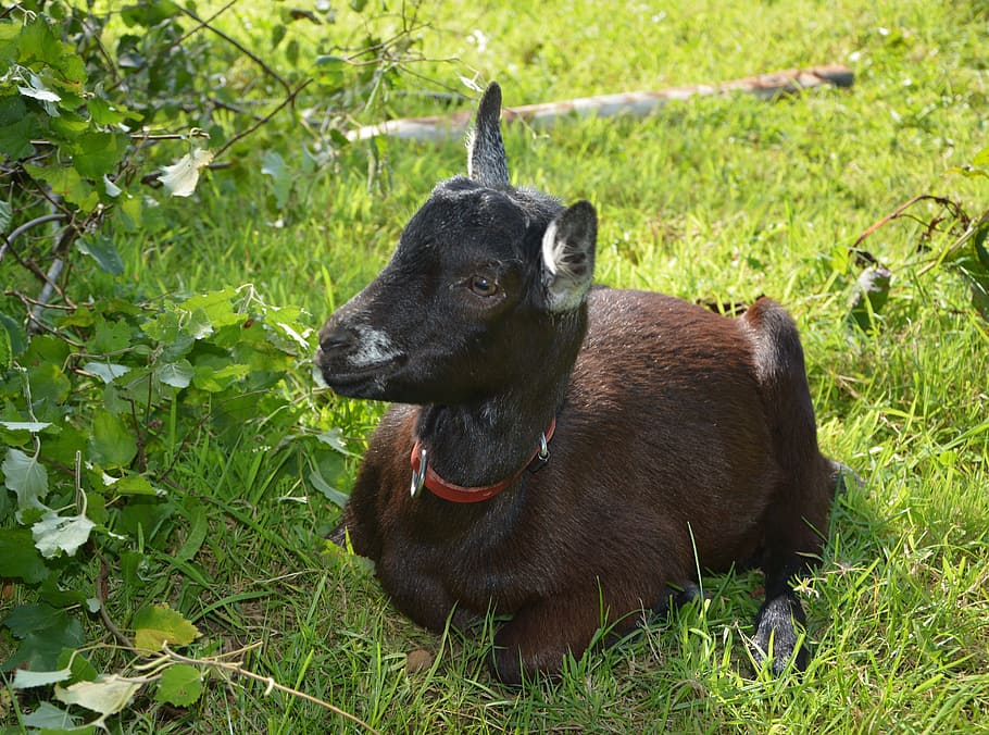 goat alpine elongated, rest, brown, fresh, pretty, nature, herbivore, HD wallpaper