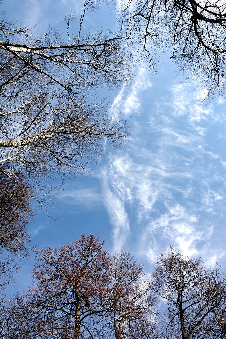 Free download | HD wallpaper: Sky, Blue, Canopy, Trees, Blue Sky, cloud ...