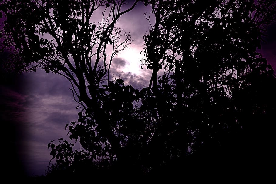 tree, nature, dawn, sun, plant, sky, beauty in nature, growth HD wallpaper