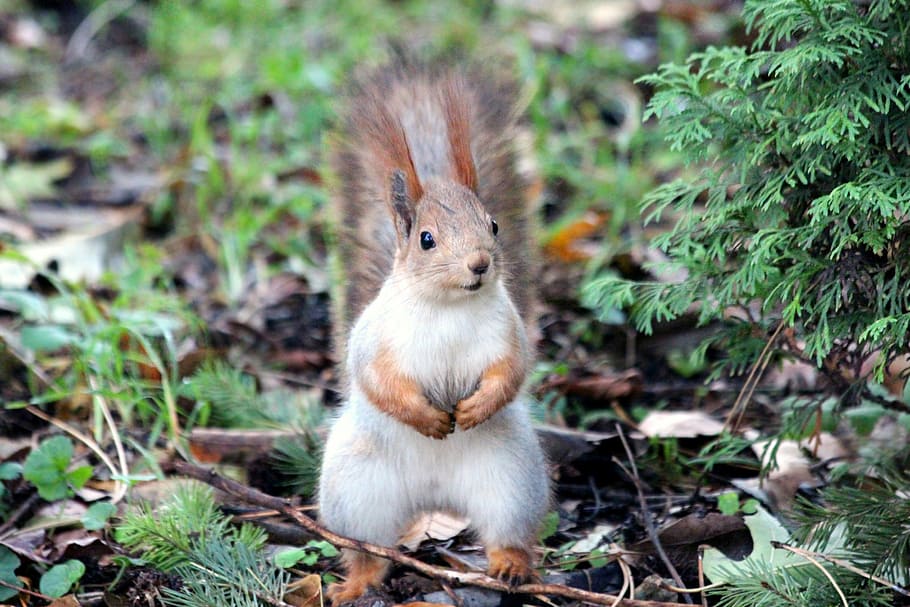 white and brown squirrel, red squirrel, rodent, curious, animal HD wallpaper