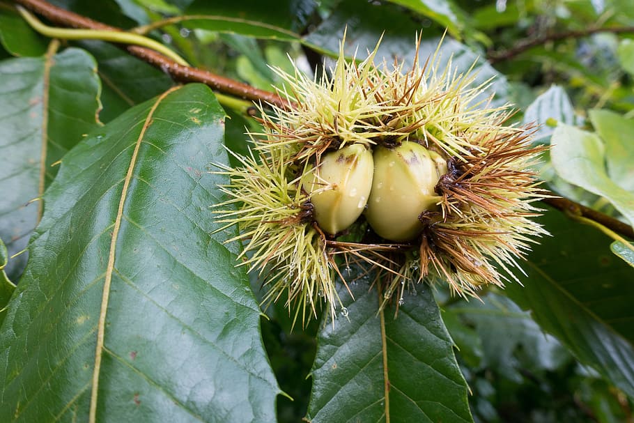 autumn, chestnut, fall, leaf, plant, thorn, vegetation, plant part HD wallpaper