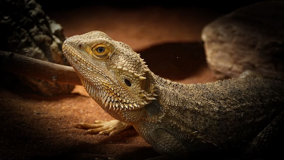 zoo, lizard, bearded dragon, animal themes, reptile, one animal HD wallpaper