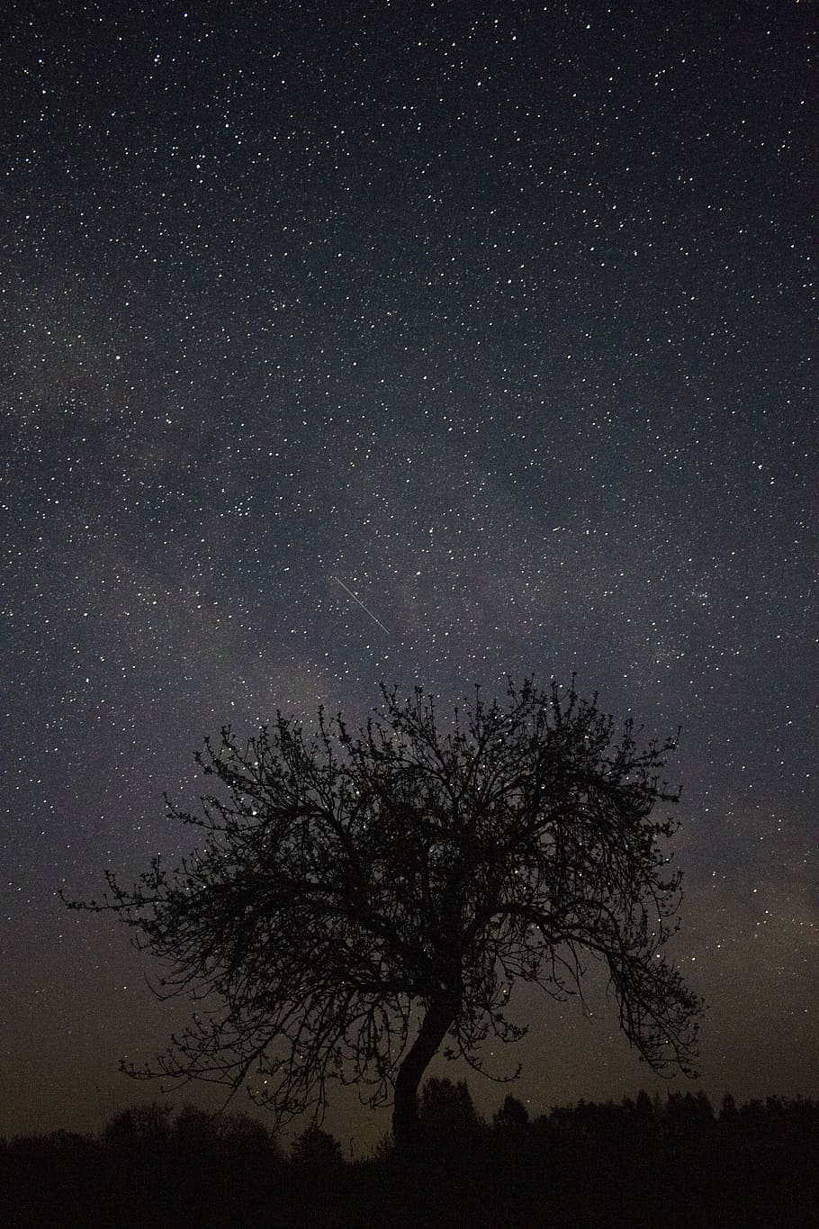silhouette photo of a tree, silhouette of tree under night star HD wallpaper