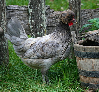 hen standing on beside wooden bucket, polish chicken, feather knob HD wallpaper