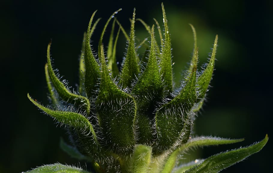 sun flower, bud, green, close, dew, dewdrop, monochrome, tender HD wallpaper