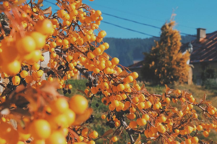 round yellow fruits close-up photo, selective, focus, daytime, HD wallpaper