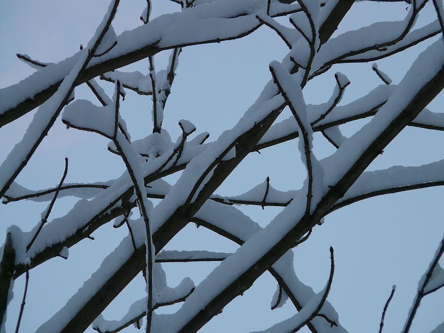 branch, branches, tree, snowy, winter, cold, icy, sky, low angle view HD wallpaper