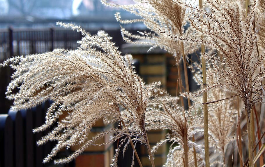 brown trees, grass, dry grass, winter, nature, frost, cold HD wallpaper
