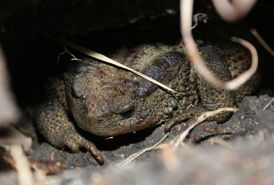Toad, Campaign, Amphibian, Animal, green, nature, one animal HD wallpaper