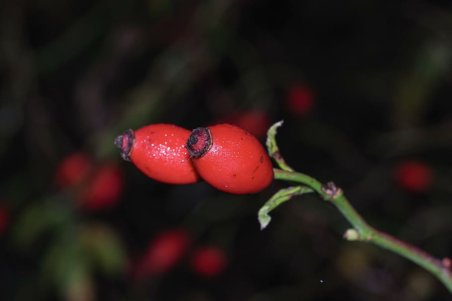 wild rose, fruit, red, nature, sprig, leaf, eating, tea, diet HD wallpaper