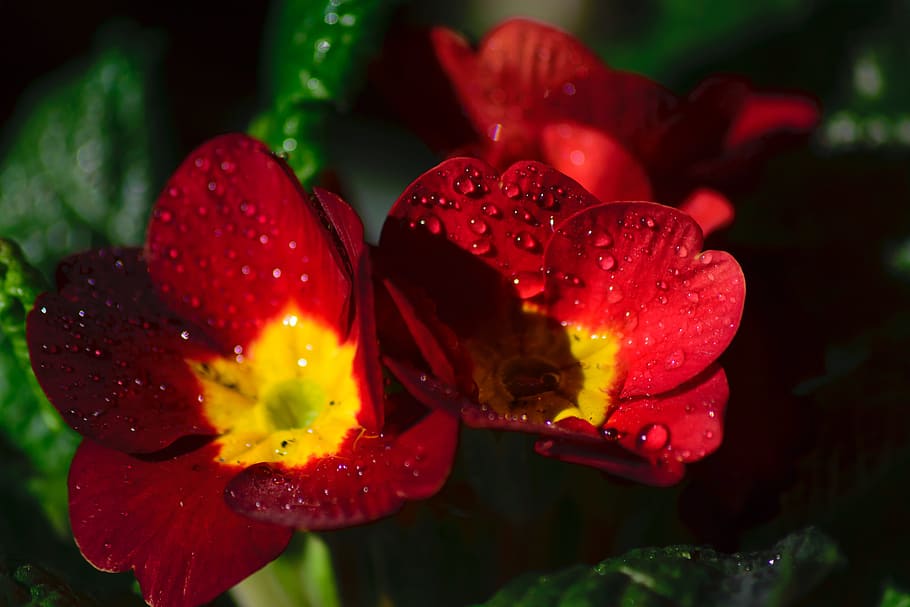 Vivid, Flower, Color, red, bright, colorful, decoration, colour HD wallpaper