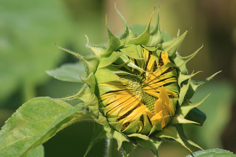 sun flower, summer, green, plant, leaf, plant part, freshness HD wallpaper