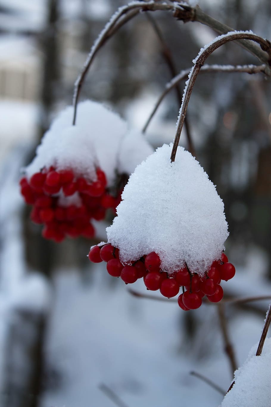 winter, berries, winter magic, cold, frost, wintry, plant, snow HD wallpaper