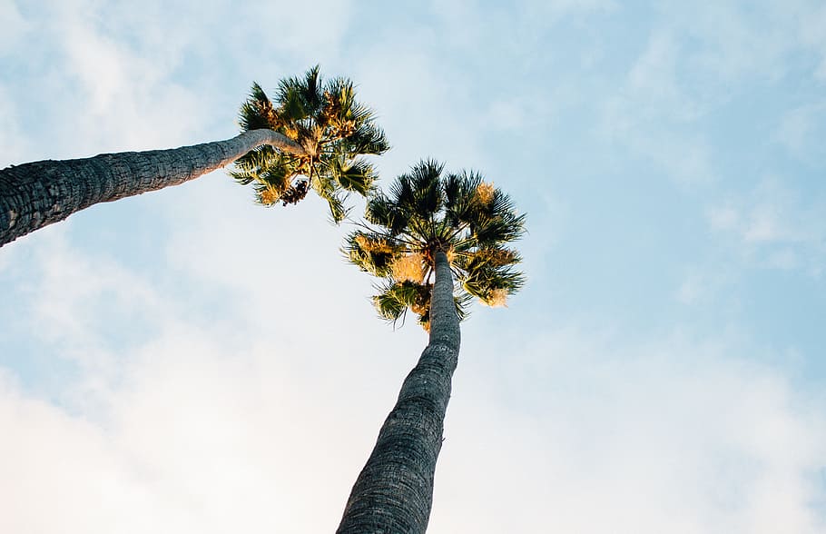 two coconut trees, palm trees, clouds, sky, pair, plant, low angle view HD wallpaper