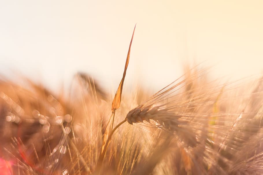 brown wheat, Barley, Back Light, Evening Sun, Cereals, nature HD wallpaper