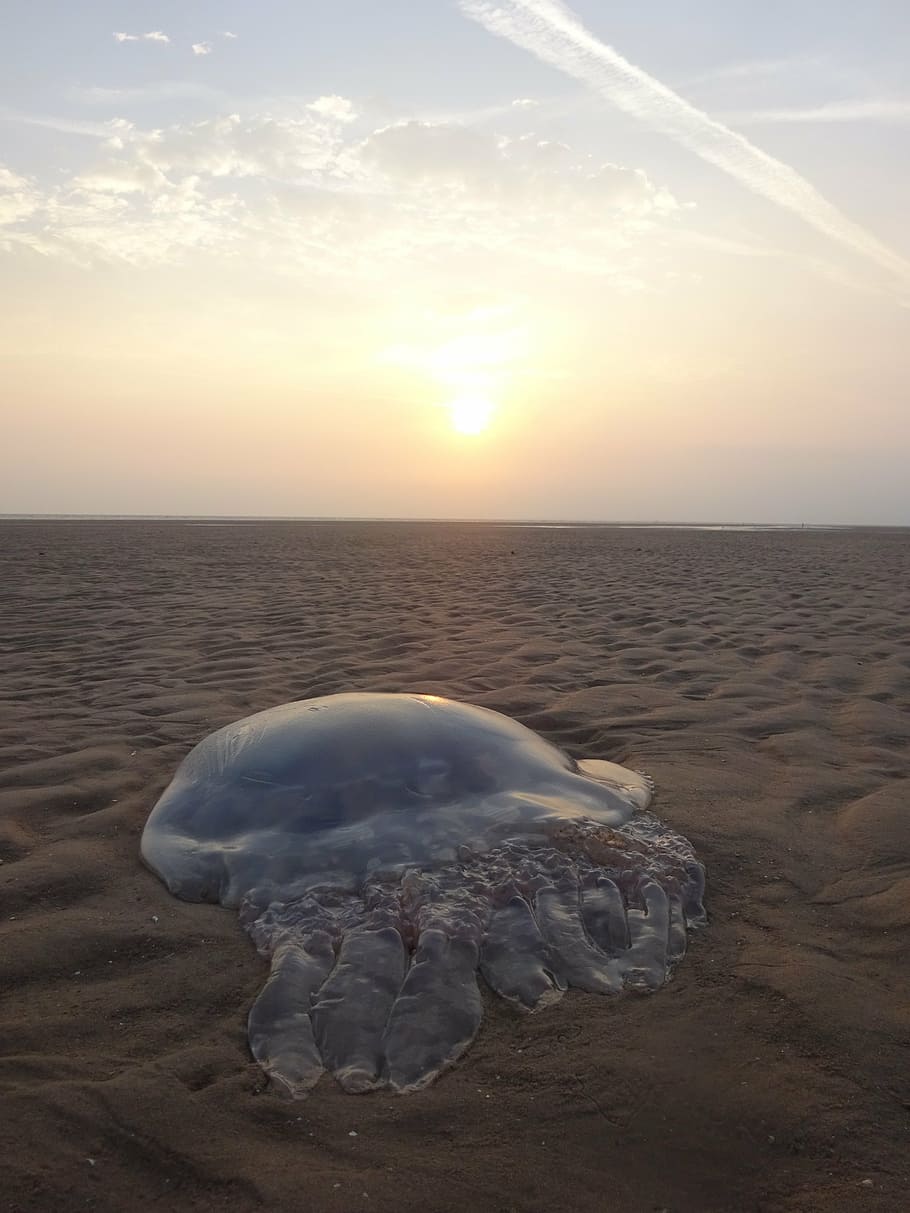 beach, stranded, jellyfish, sun, sunrise, marine, creature HD wallpaper