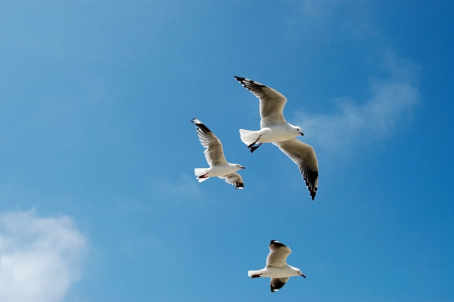 seagulls, sky, blue, flying, birds, cloud, blue sky, nature HD wallpaper