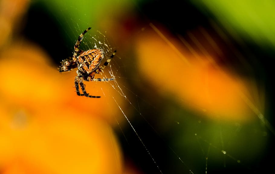 closeup photo of spider on spiderweb, close up photo of orange barn spider on web HD wallpaper