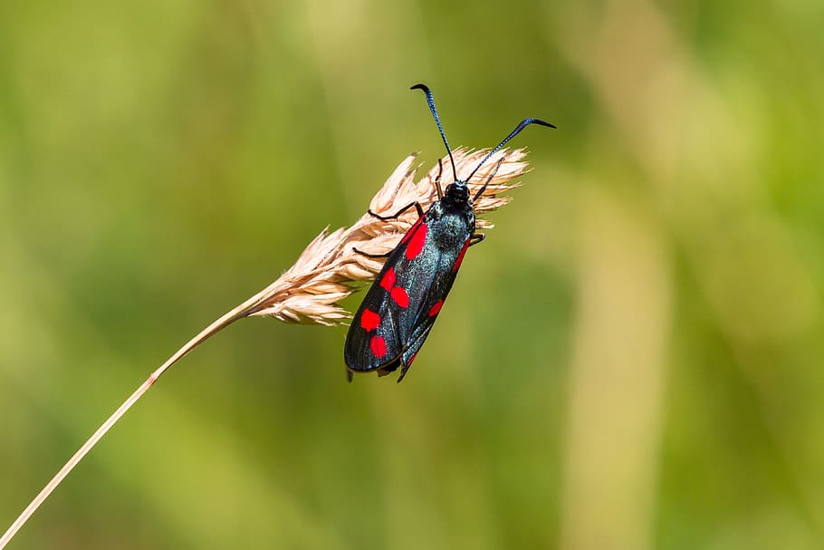 Blood, Insect, rotwidderchen, animal themes, animals in the wild HD wallpaper