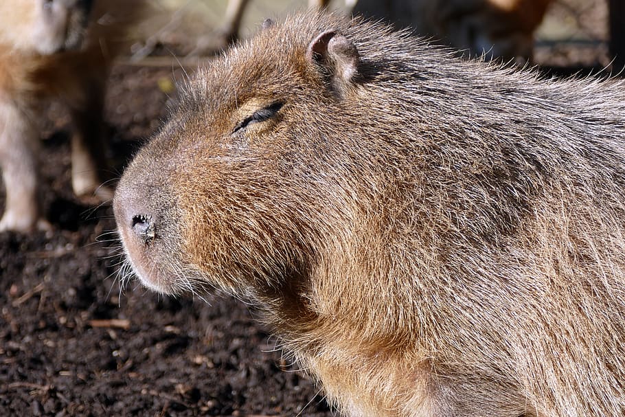 capybara, mammal, wildlife, animal, fur, nature, natural, brown, HD wallpaper