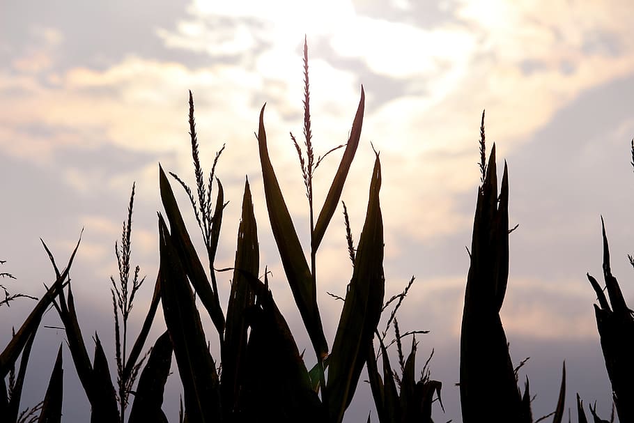 corn, abendstimmung, dusk, field, landscape, sky, growth, cloud - sky HD wallpaper