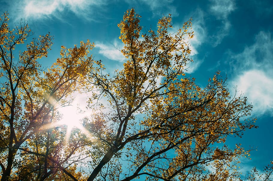 brown leafed trees, low angle photography of brown leaf tree at daytime HD wallpaper
