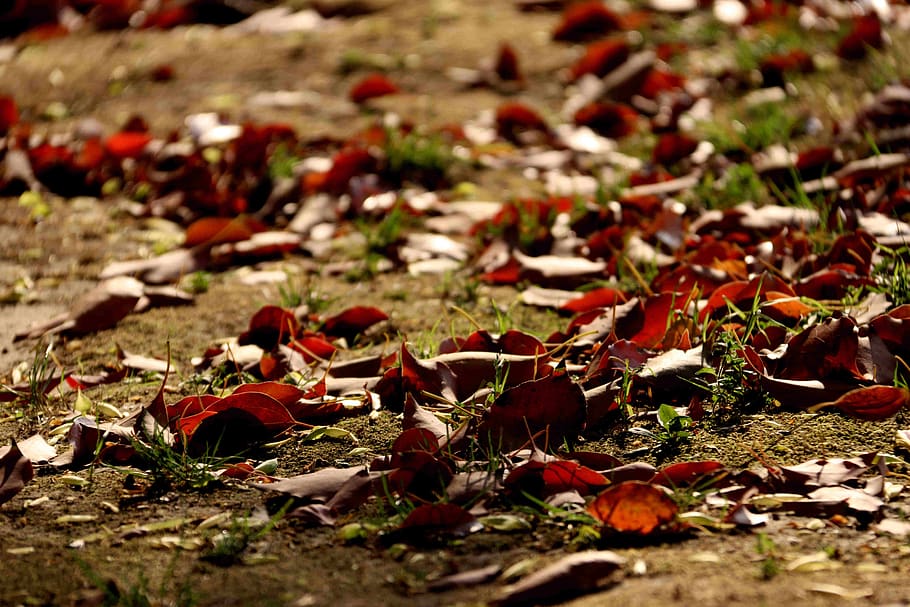 leaves, grass, ground, dirt, soil, sand, selective focus, land HD wallpaper