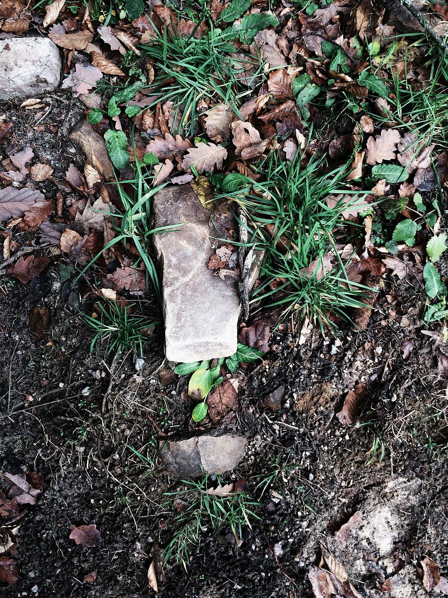 green and brown leaves on ground, plants, nature, dirt, leaf HD wallpaper