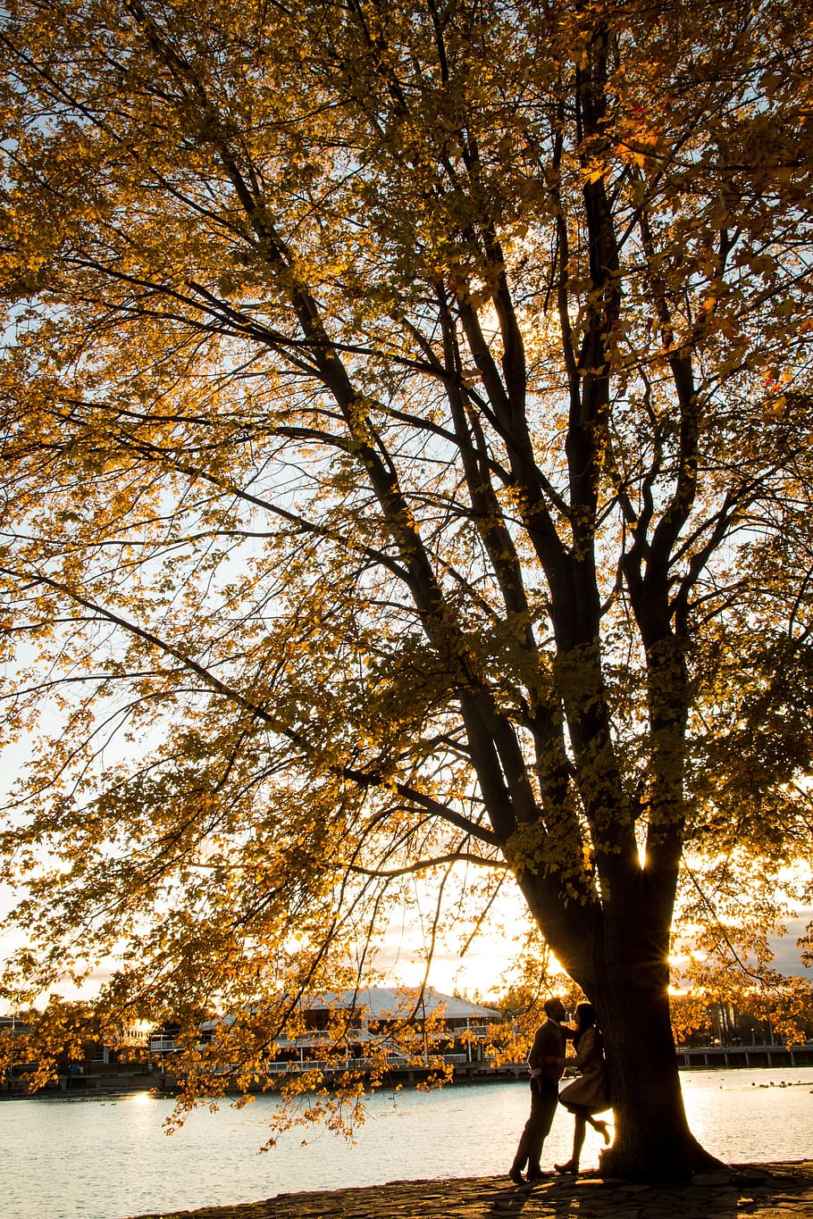 brown leafed tree near river, couple, park, pond, lake, autumn HD wallpaper