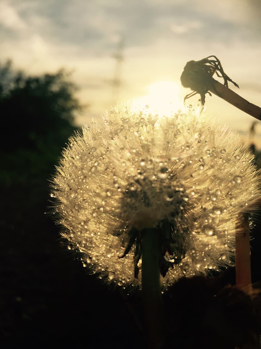 dandelion, rain, landscape, plant, flowering plant, fragility HD wallpaper