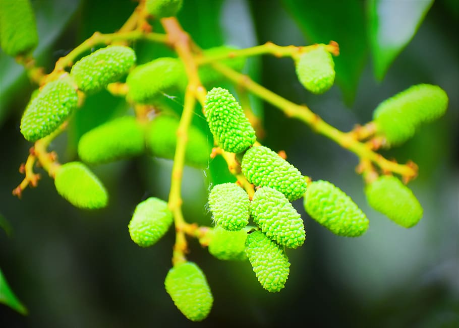 leaf, flora, nature, tree, outdoors, green color, plant, close-up HD wallpaper