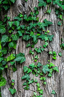 green leaves, green leafed plants leaning on brown tropical tree HD wallpaper