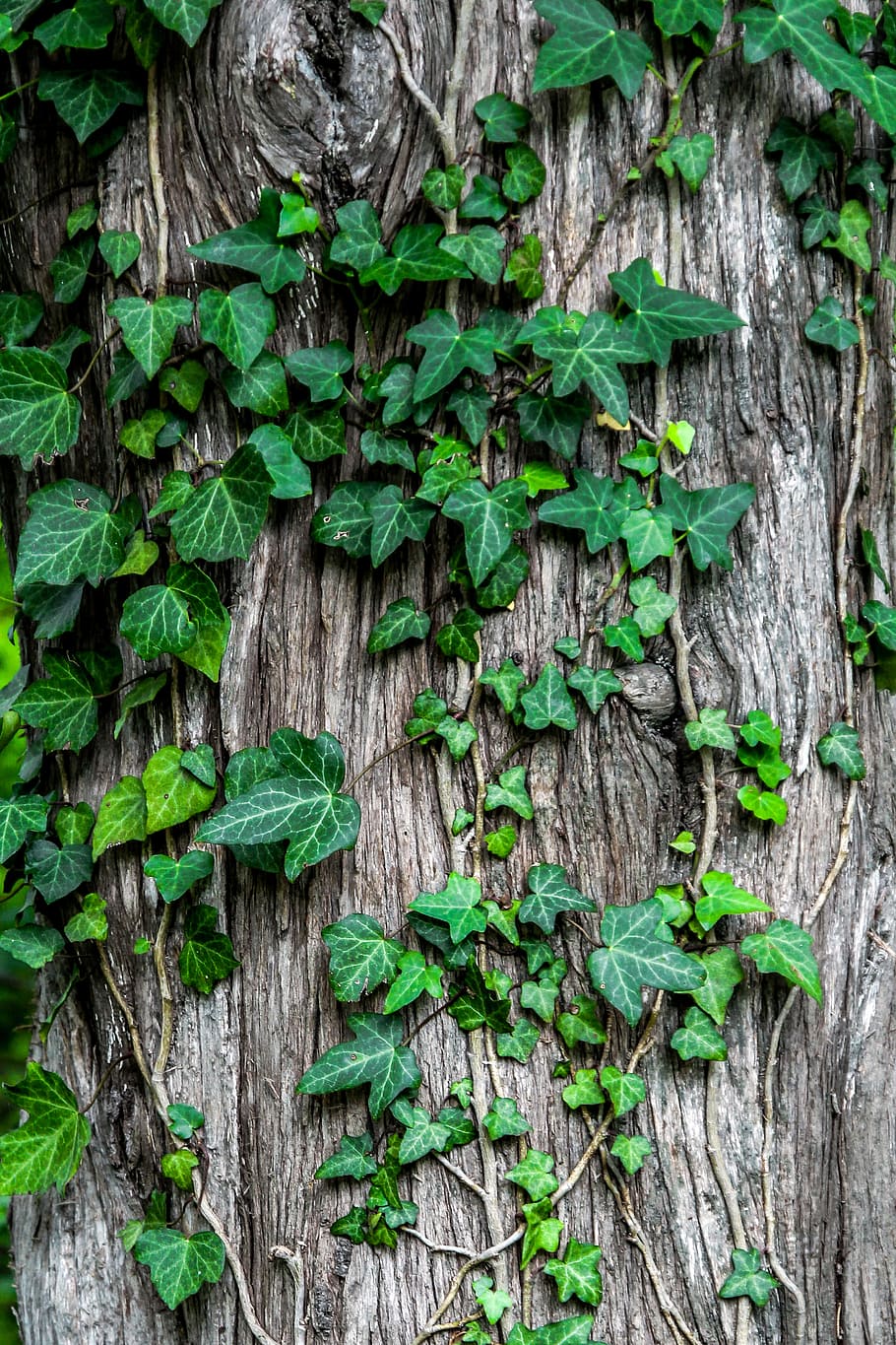 green leaves, green leafed plants leaning on brown tropical tree HD wallpaper