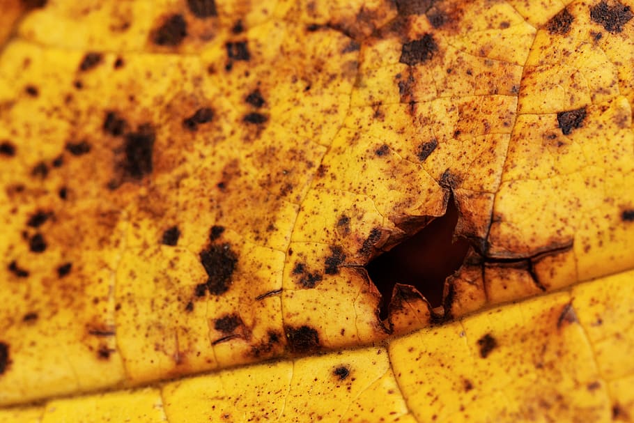 Aged, Damaged, Dirt, Fall, aging, autumn, floral, grunge, leaf HD wallpaper