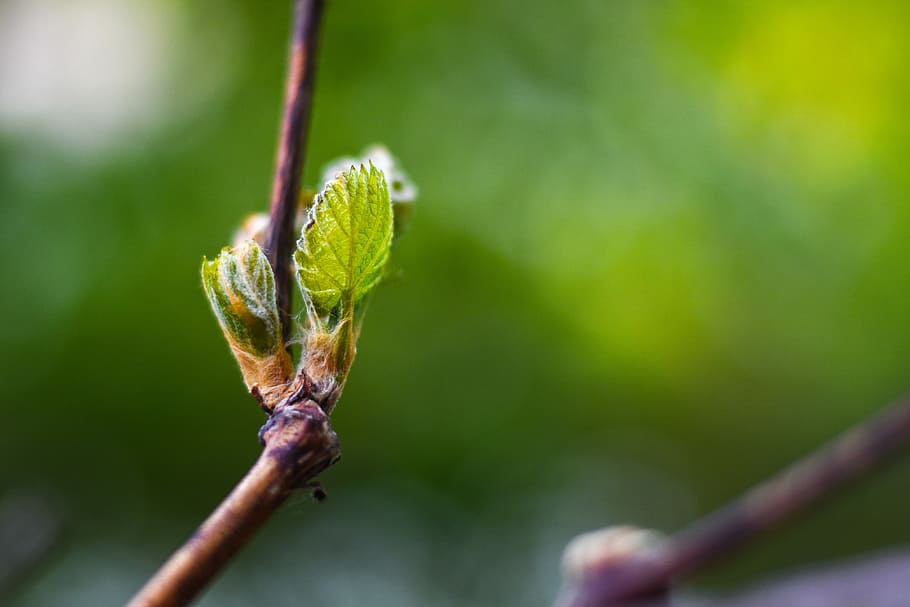 Blossom, Bloom, Tree, Branch, Spring, nature, green, flowering twig HD wallpaper
