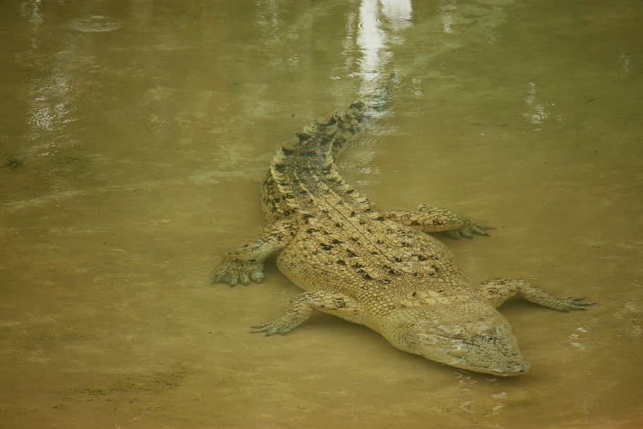 Crocodile, Wild, Native, Water, underwater, australia, reptile, HD wallpaper