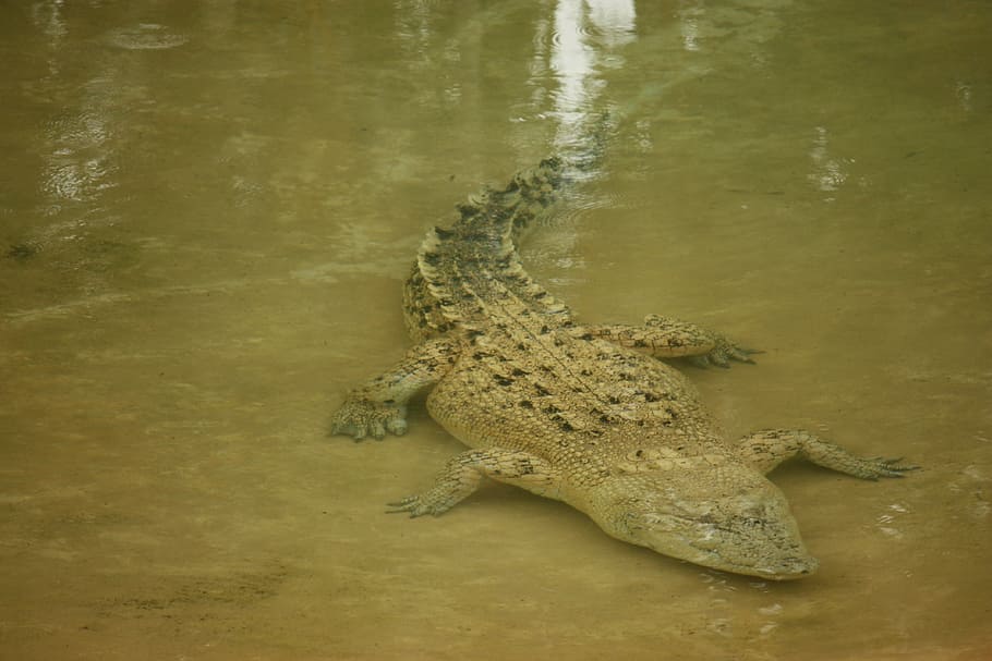 Crocodile, Wild, Native, Water, underwater, australia, reptile HD wallpaper