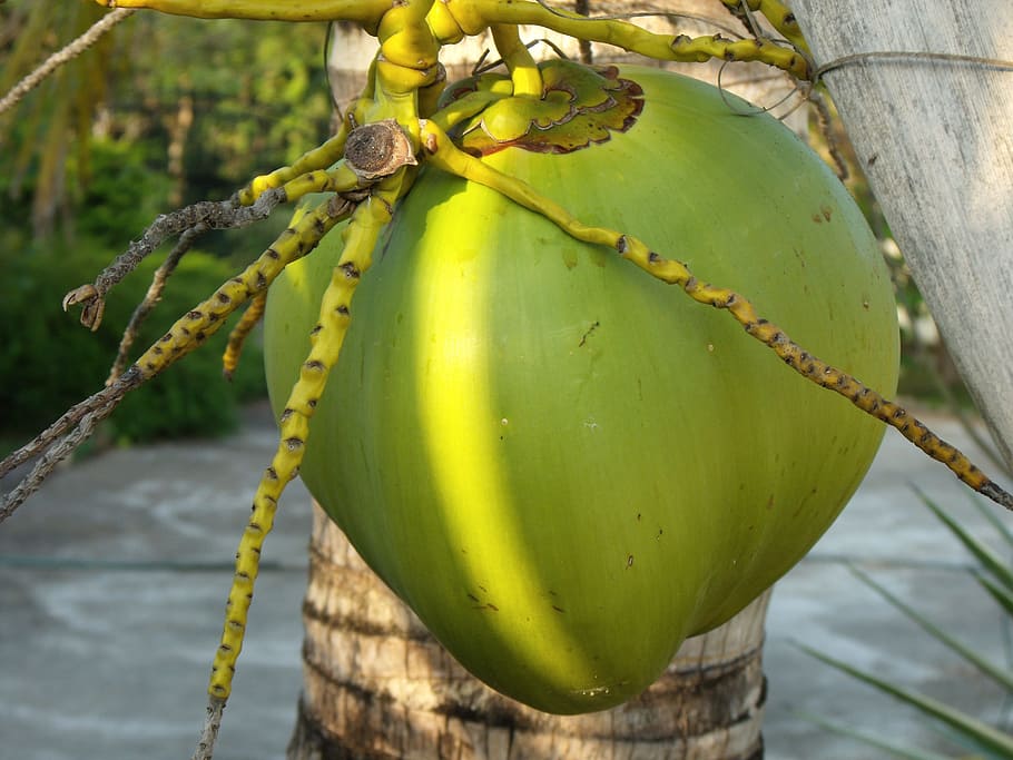 coconut, coconut tree, palm, green color, close-up, no people HD wallpaper