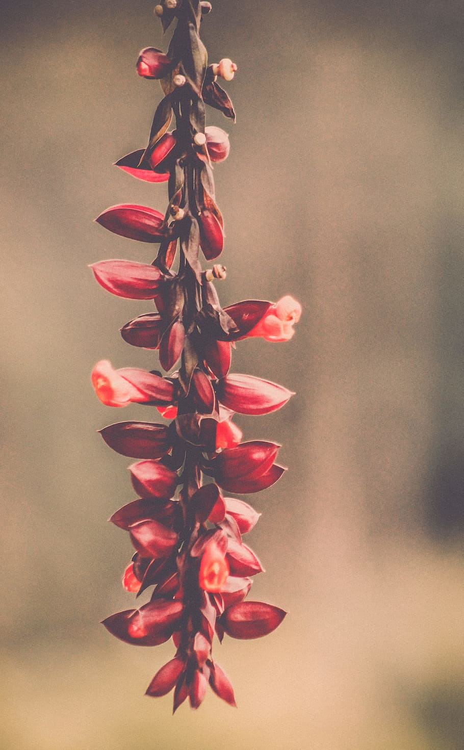 Macro Photography of Red Flowers, beautiful, bloom, blooming HD wallpaper