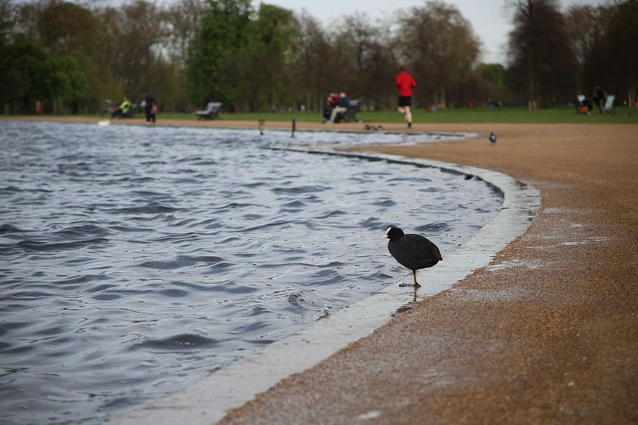 black chick near body of water during daytime, black bird near pool HD wallpaper