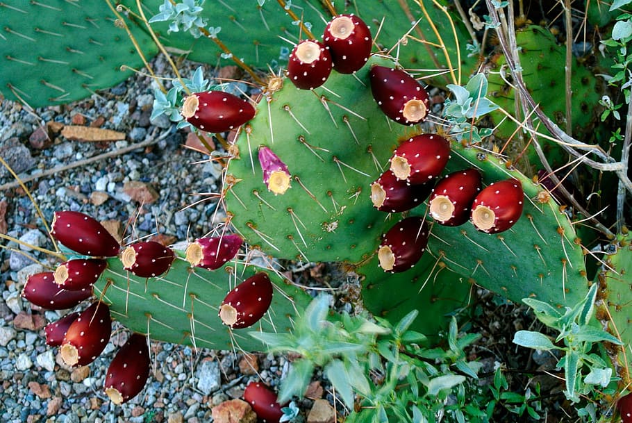 desert, tucson, cactus, fruit, nature, landscape, red, leaf HD wallpaper