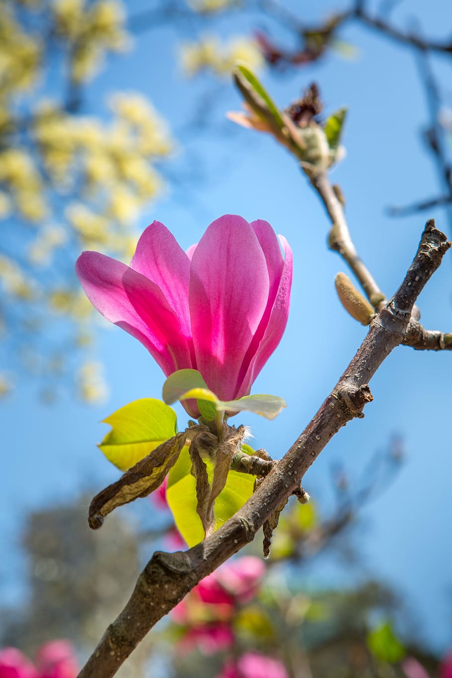 tree, nature, flower, plant, magnolia, spring, flowering plant HD wallpaper