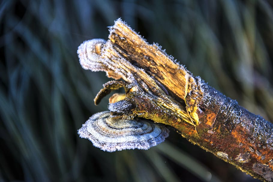 frost, mood, winter, nature, cold, frozen, close-up, animal themes HD wallpaper