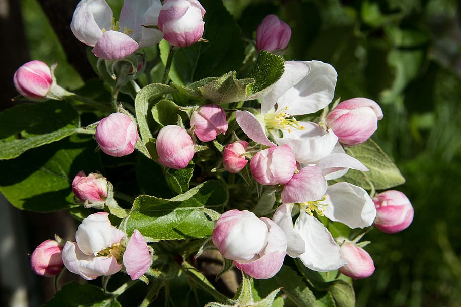 apple blossoms, flowers, apple tree, plant, flowering plant HD wallpaper