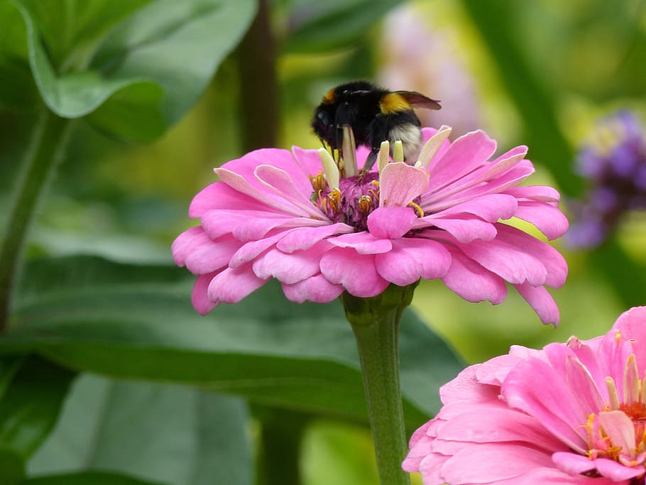 zinnia, pink, bee, close, nature, summer, flower garden, flowering plant HD wallpaper