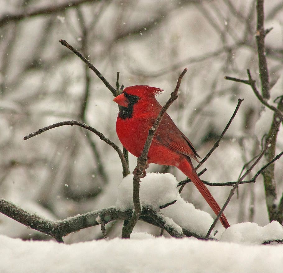 Cardinal in the snow, Arizona Cardinal on tree branch, bird, red HD wallpaper