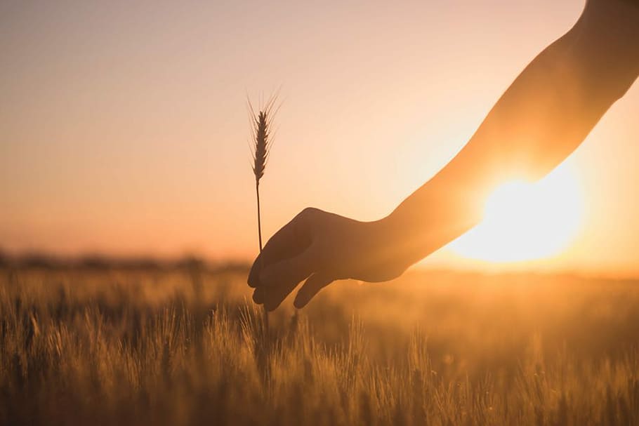 Meeting the sunshine, silhouette of person holding rice plant HD wallpaper