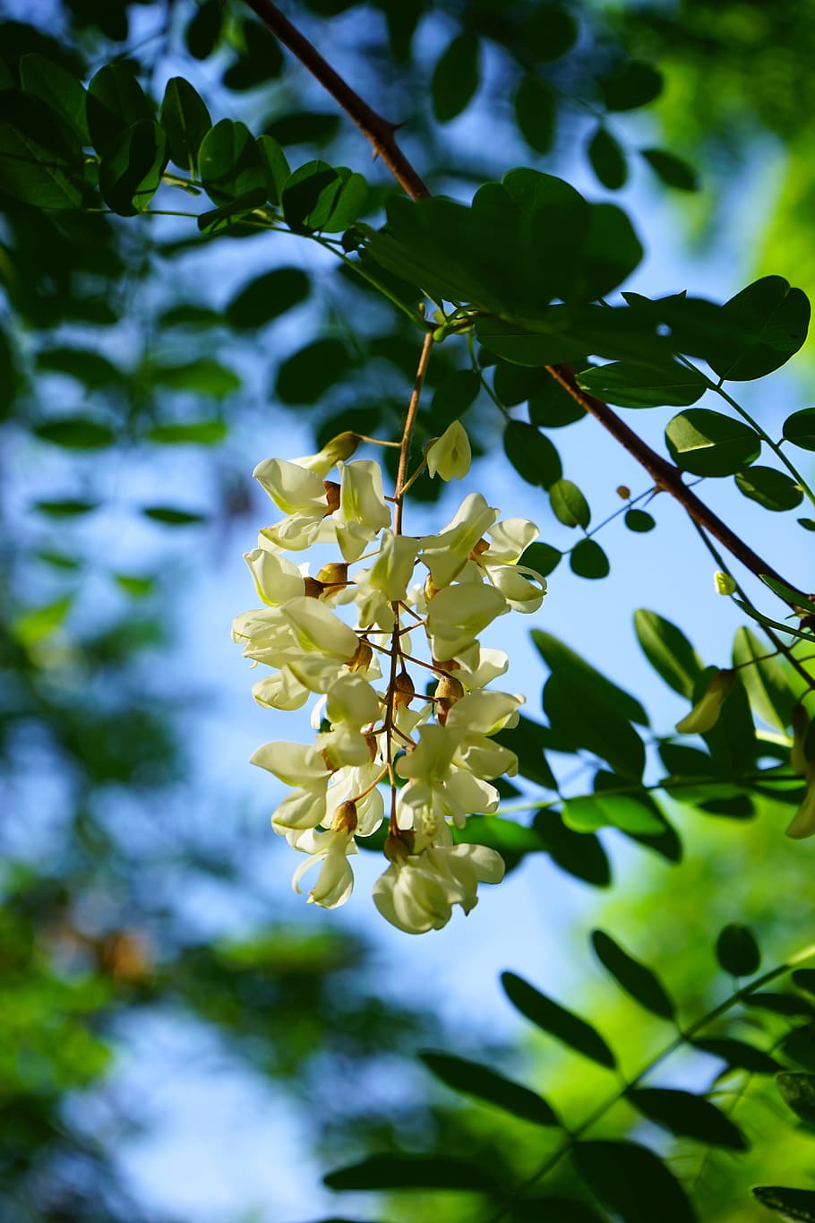 flowers, inflorescence, white, common maple, robinia, tree, HD wallpaper