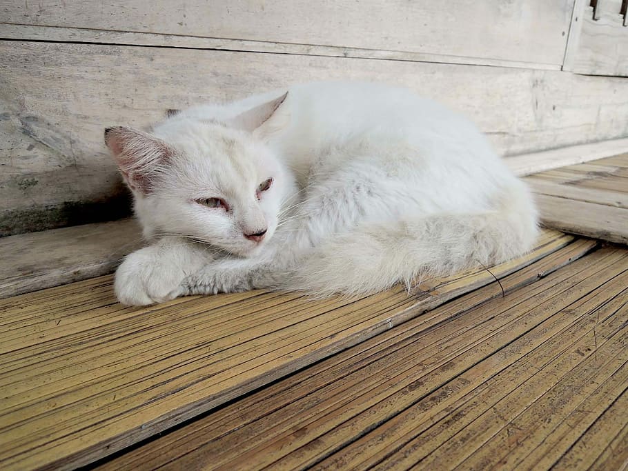 White, Stray Cat, domestic cat, domestic animals, pets, feline HD wallpaper