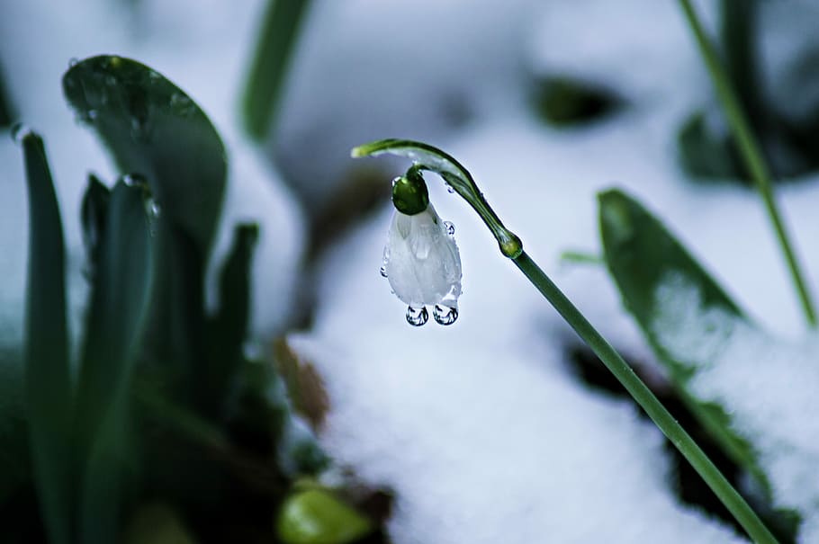leaf plants, nature, water, drop, beauty in nature, growth HD wallpaper